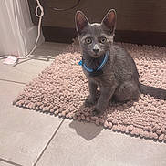 Steel joined the competition — help win amazing prizes! animal, bath_mat, bathroom, blue_collar, cabinet, collar, cords, curious, cute, domestic_cat, feline, floor, gray_cat, indoor, kitten, pet, sitting, small, tile_floor, young_cat