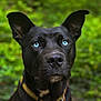 dog, black_dog, blue_eyes, animal, pet, ears, collar, outdoor, nature, portrait, close_up, canine, muzzle, fur, alert, green_background, focused, domestic_animal, watchful, face