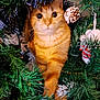 Poupy participe au concours pour gagner de l'argent avec cette photo : cat, orange_cat, christmas_tree, pine_cone, ornament, holiday, festive, greenery, fur, pet, animal, cute, curious, indoor, branch, needle, decoration, christmas, close_up, nature