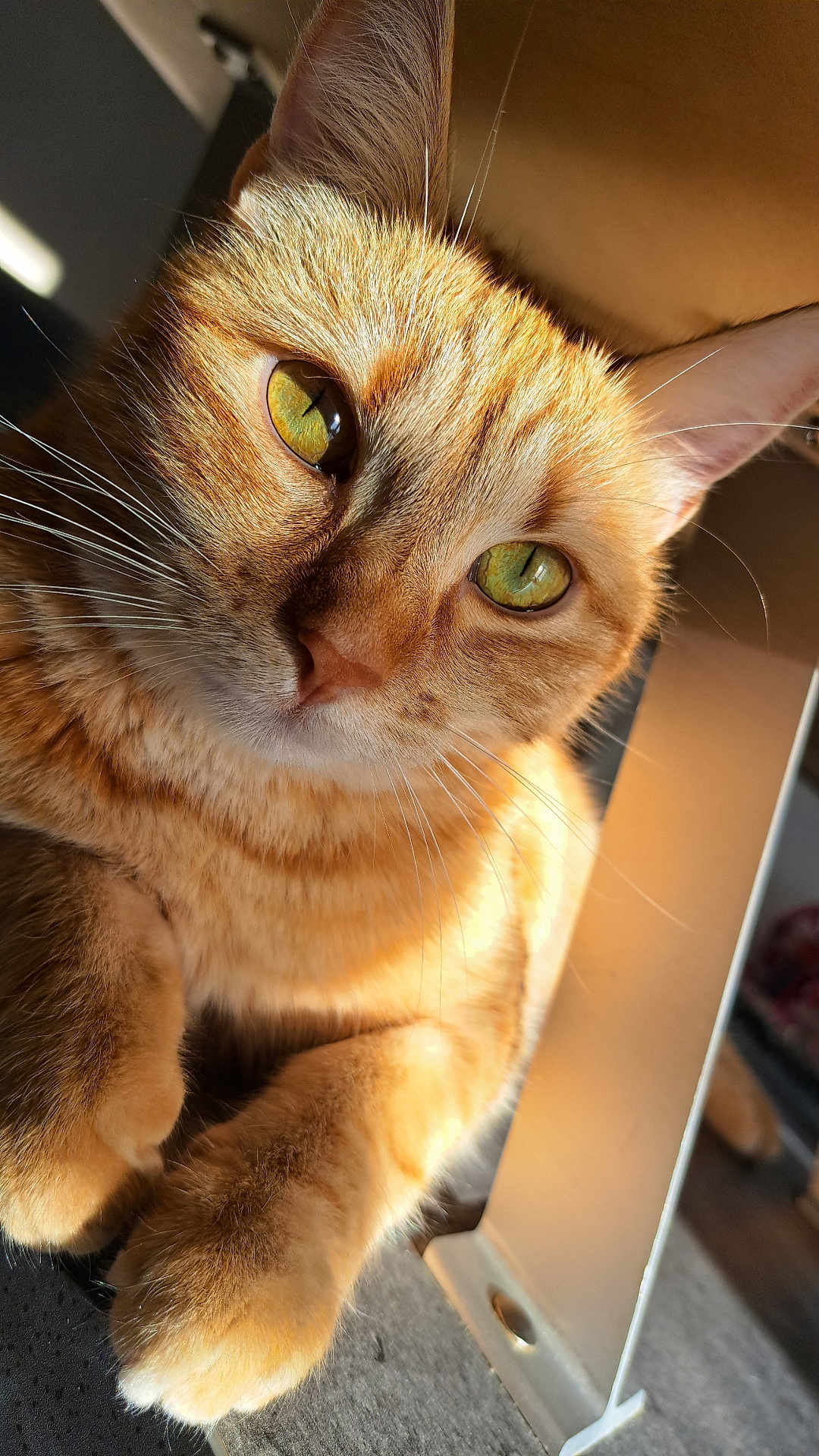 Poupy participe au concours pour gagner de l'argent avec cette photo : cat, ginger_cat, close_up, green_eyes, sunlight, indoor, fur, whiskers, paws, relaxed, pet, animal, cute, feline, warm_light, soft_texture, portrait, domestic_cat, resting, cozy