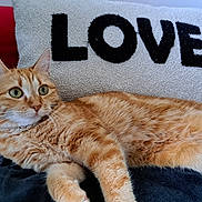 Poupy a rejoint le concours — aidez-le/la à gagner de superbes lots ! cat, orange_tabby, feline, pet, animal, indoor, blanket, pillow, text, love, cozy, relaxing, fur, whiskers, green_eyes, couch, home, domestic, resting, comfortable