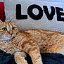 cat, orange_tabby, feline, pet, animal, indoor, blanket, pillow, text, love, cozy, relaxing, fur, whiskers, green_eyes, couch, home, domestic, resting, comfortable
