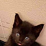 black_kitten, cat, pet, animal, cute, feline, tongue_out, close_up, indoor, young, fur, whiskers, ears, eyes, adorable, small, looking_up, texture, wall, portrait