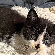 Piglet joined the competition — help win amazing prizes! kitten, cat, black_and_white, fur, whiskers, close_up, pet, animal, cute, curious, eyes, blanket, soft, texture, cozy, indoor, resting, young, mammal, feline