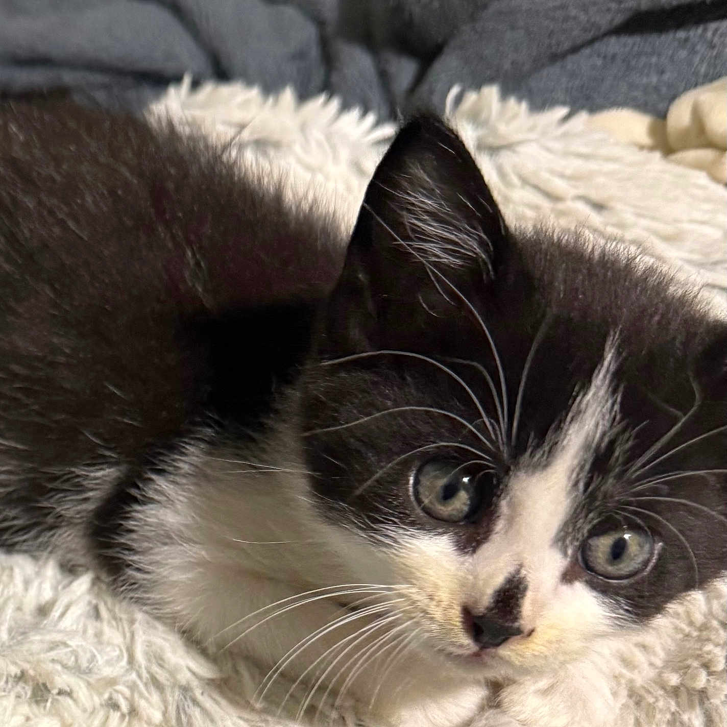 Piglet joined the competition — help win amazing prizes! kitten, cat, black_and_white, fur, whiskers, close_up, pet, animal, cute, curious, eyes, blanket, soft, texture, cozy, indoor, resting, young, mammal, feline