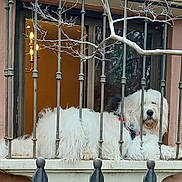 Stetson is registered to the contest to win money with this photo: animal, building, calm, chandelier, daylight, dog, domestic, fence, fluffy, fur, greenery, house, iron_bars, ledges, outdoor, pet, resting, tree_branches, white_dog, window
