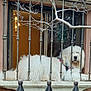 animal, building, calm, chandelier, daylight, dog, domestic, fence, fluffy, fur, greenery, house, iron_bars, ledges, outdoor, pet, resting, tree_branches, white_dog, window