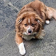 Bear joined the competition — help win amazing prizes! dog, brown, white, fluffy, tongue_out, lying_down, outdoor, concrete, pet, mammal, canine, cute, fur, animal, paw, ears, face, relaxed, friendly, companion