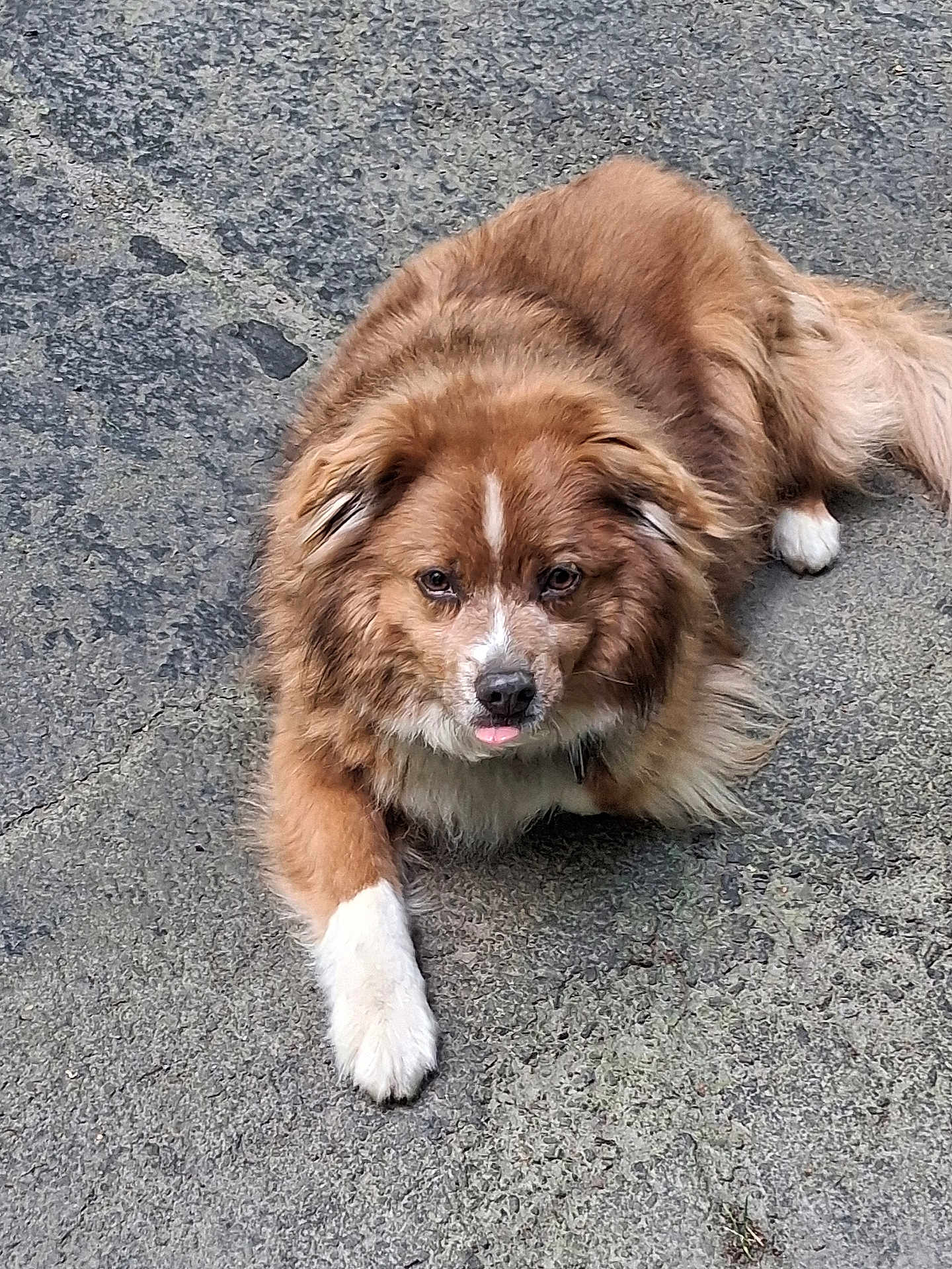Bear