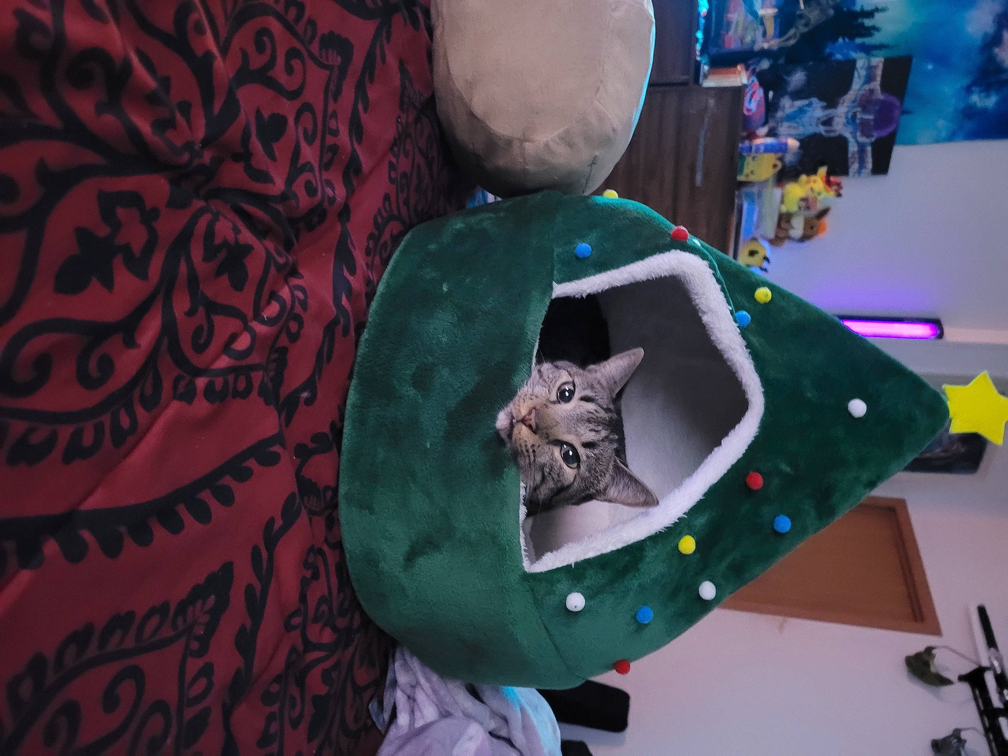 Jihae is registered to the contest to win money with this photo: art, carnivore, cat, event, felidae, fur, hat, houseplant, pattern, plant, purple, room, small_to_medium_sized_cats, stuffed_toy, teddy_bear, textile, toy, tree, visual_arts, whiskers