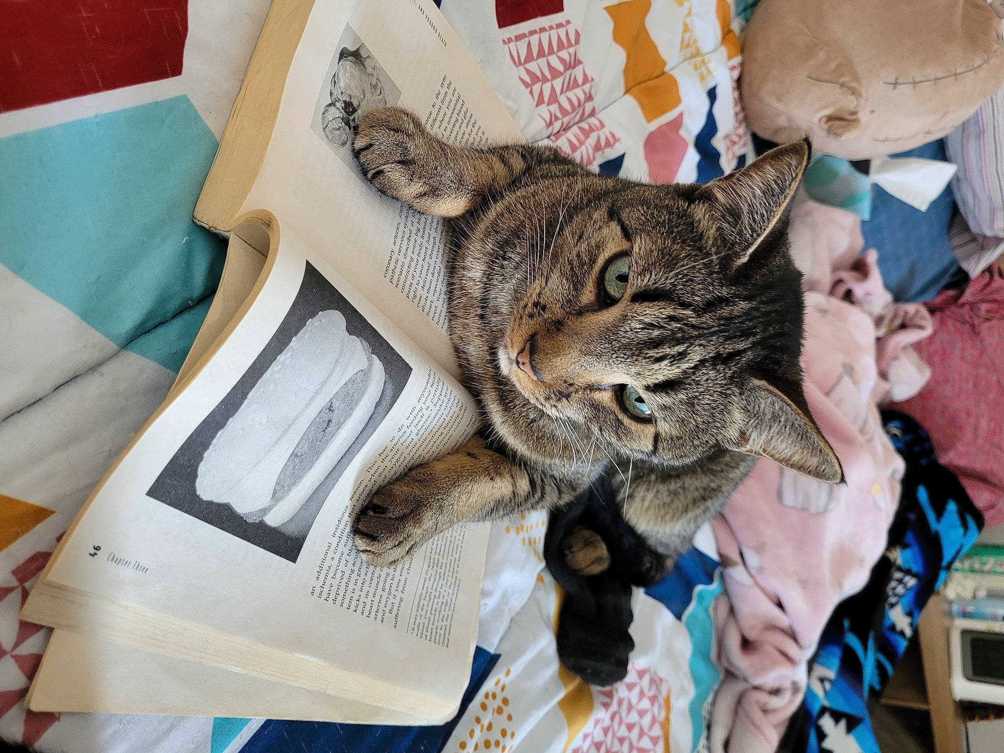 Jihae joined the competition — help win amazing prizes! bag, carnivore, cat, claw, comfort, domestic_short_haired_cat, ear, felidae, fur, linens, nap, paper, paper_product, pattern, sitting, small_to_medium_sized_cats, snout, whiskers, wildlife