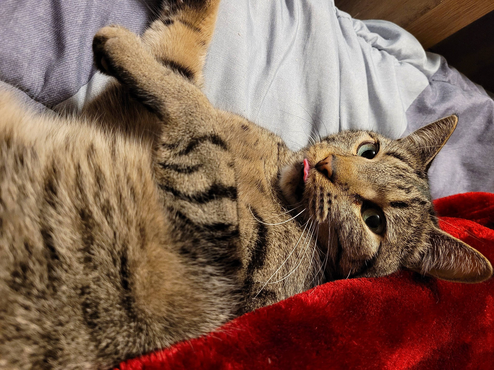 Jihae joined the competition — help win amazing prizes! carnivore, cat, claw, comfort, domestic_short_haired_cat, felidae, fur, mammal, nap, paw, small_to_medium_sized_cats, snout, terrestrial_animal, whiskers, wildlife