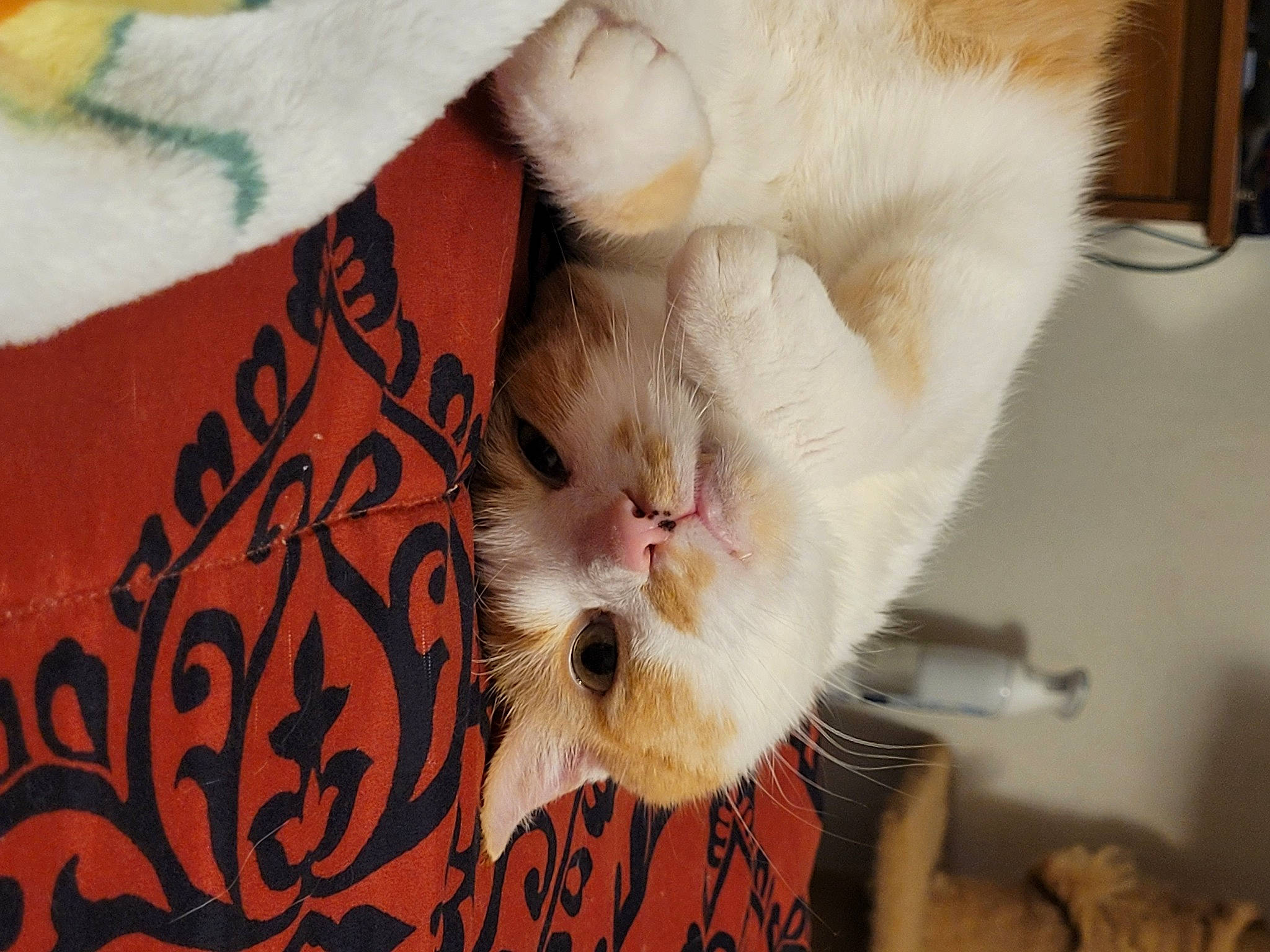 Cheese joined the competition — help win amazing prizes! beard, carnivore, cat, claw, comfort, companion_dog, domestic_short_haired_cat, facial_hair, fawn, felidae, fur, moustache, paw, small_to_medium_sized_cats, snout, tail, whiskers