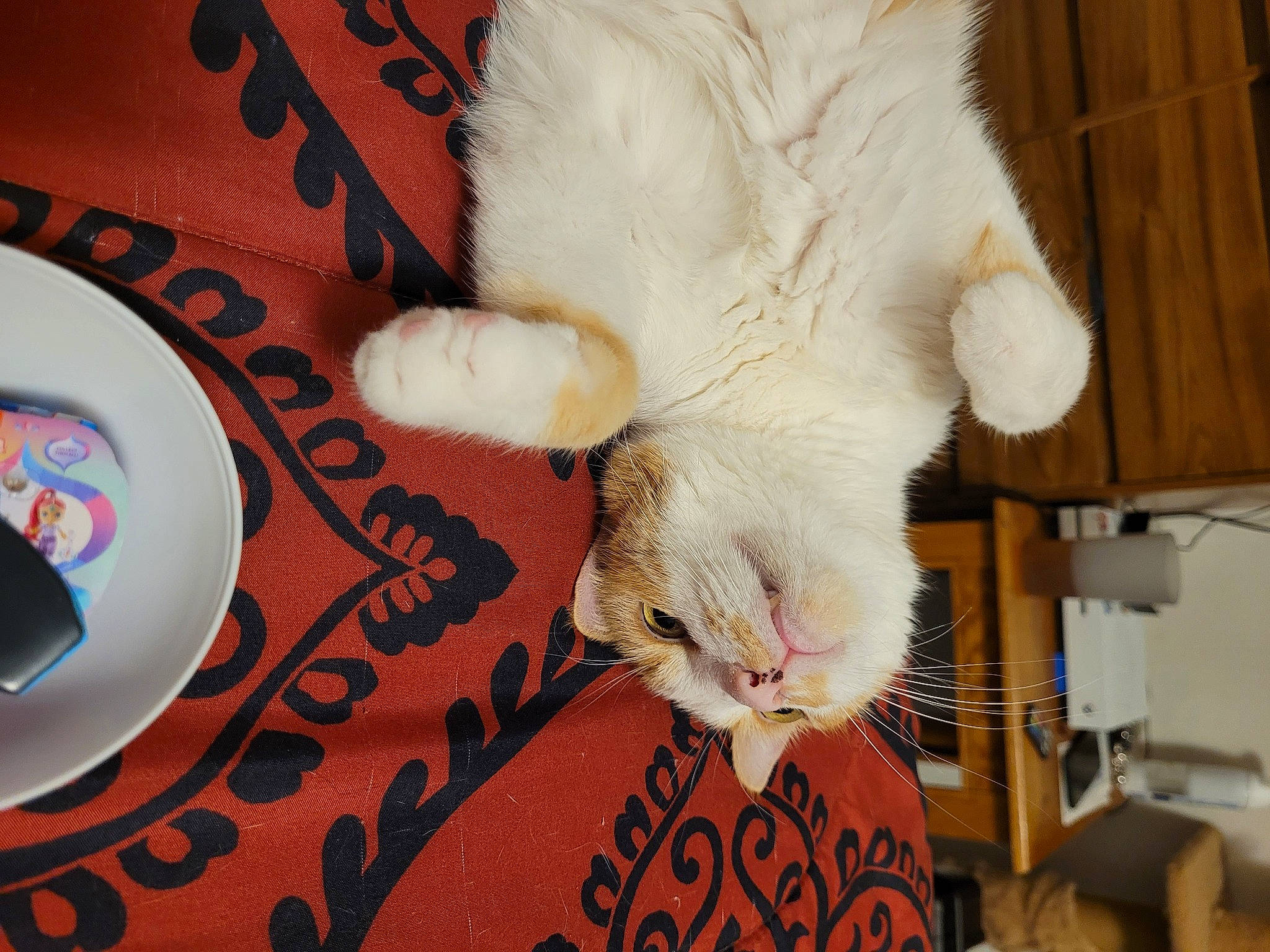 Cheese joined the competition — help win amazing prizes! carnivore, cat, claw, comfort, dishware, domestic_short_haired_cat, fawn, felidae, flooring, foot, fur, gesture, linens, paw, serveware, small_to_medium_sized_cats, snout, tail, whiskers, wood