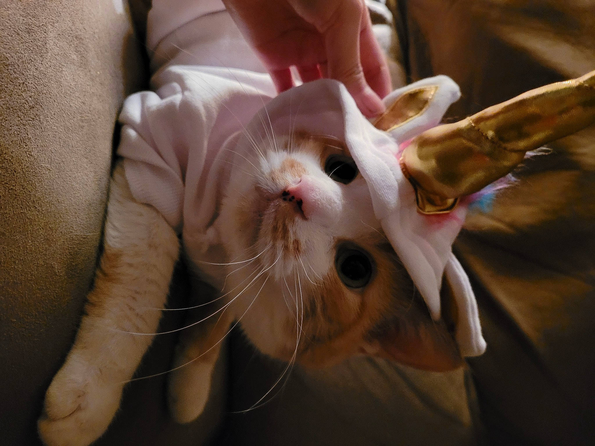 Cheese joined the competition — help win amazing prizes! canidae, carnivore, cat, claw, domestic_short_haired_cat, ear, eyelash, fawn, felidae, finger, fur, gesture, hand, nail, paw, small_to_medium_sized_cats, snout, tail, thumb, whiskers