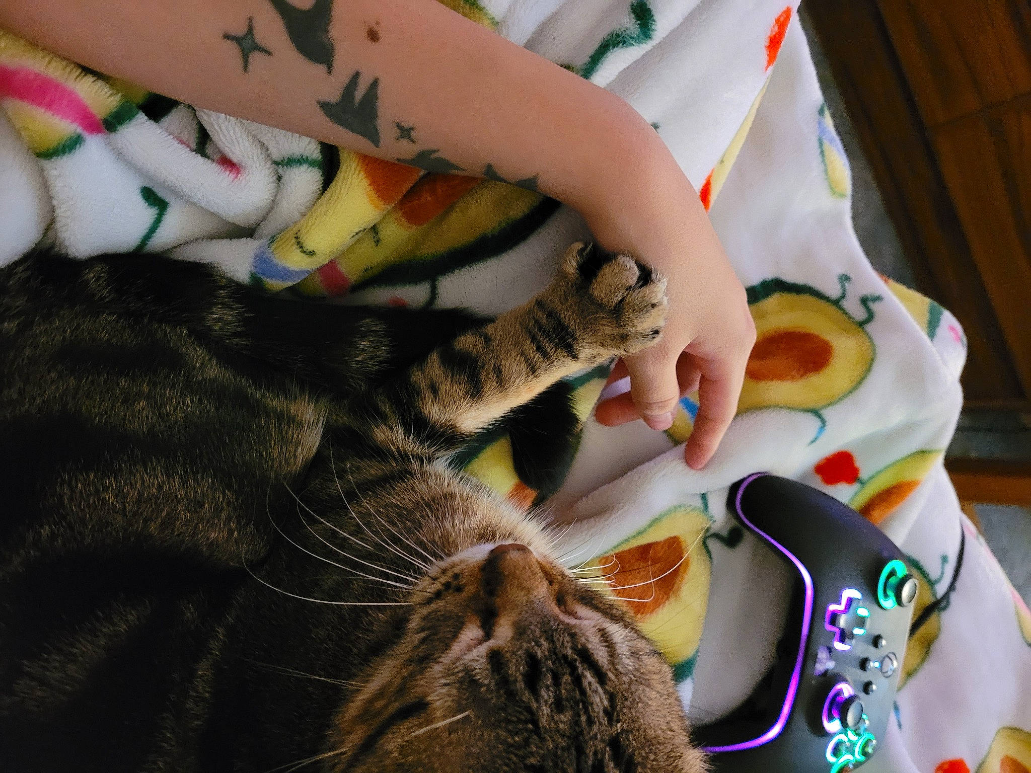 Leia joined the competition — help win amazing prizes! art, cat, child, comfort, domestic_short_haired_cat, ear, fawn, felidae, finger, fur, human_leg, linens, mammal, nail, small_to_medium_sized_cats, textile, thigh, tree, vertebrate, whiskers