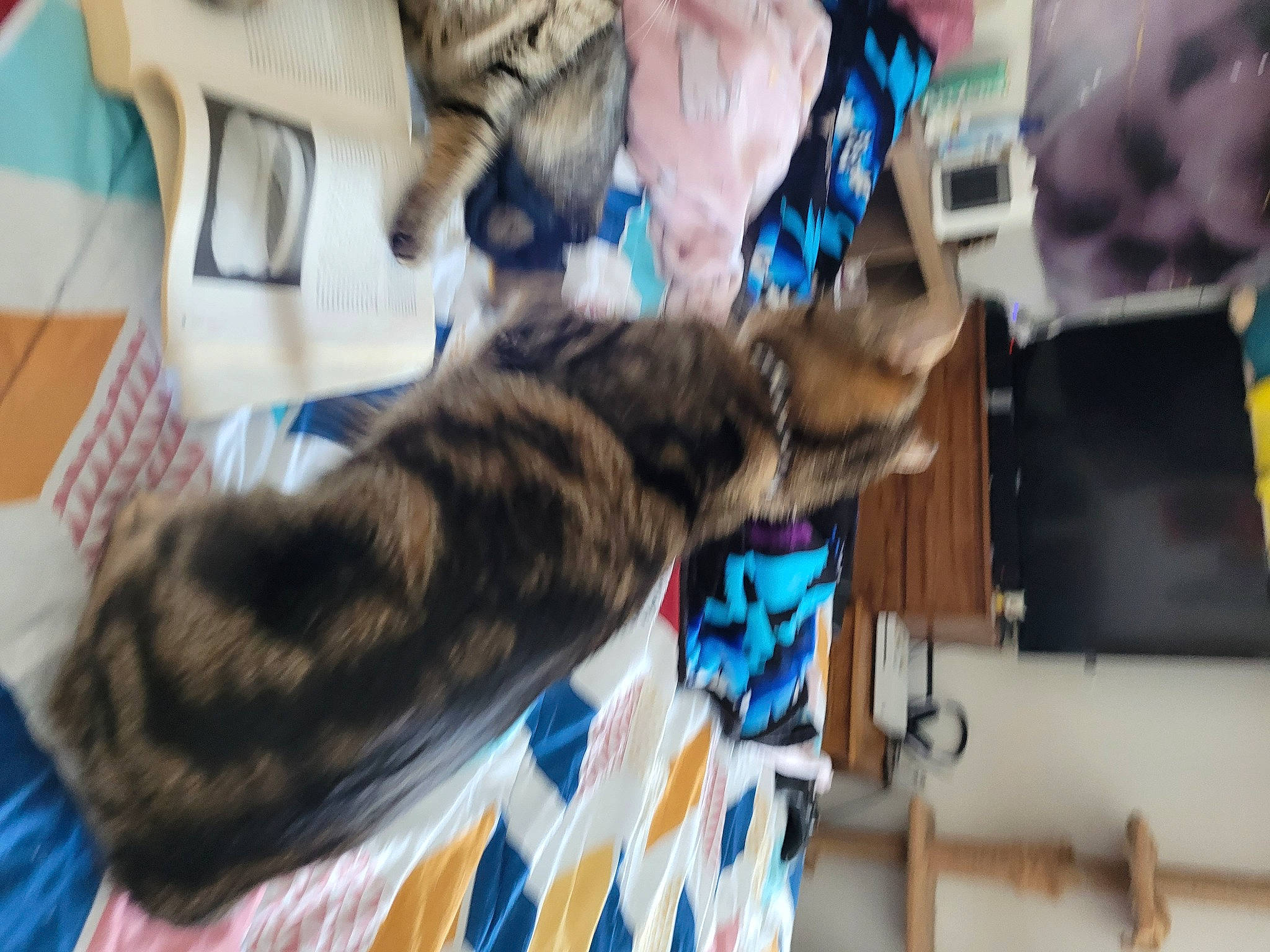 Leia is registered to the contest to win money with this photo: canidae, carnivore, cat, claw, comfort, dog_breed, domestic_short_haired_cat, ear, felidae, fur, gesture, small_to_medium_sized_cats, sporting_group, tail, whiskers