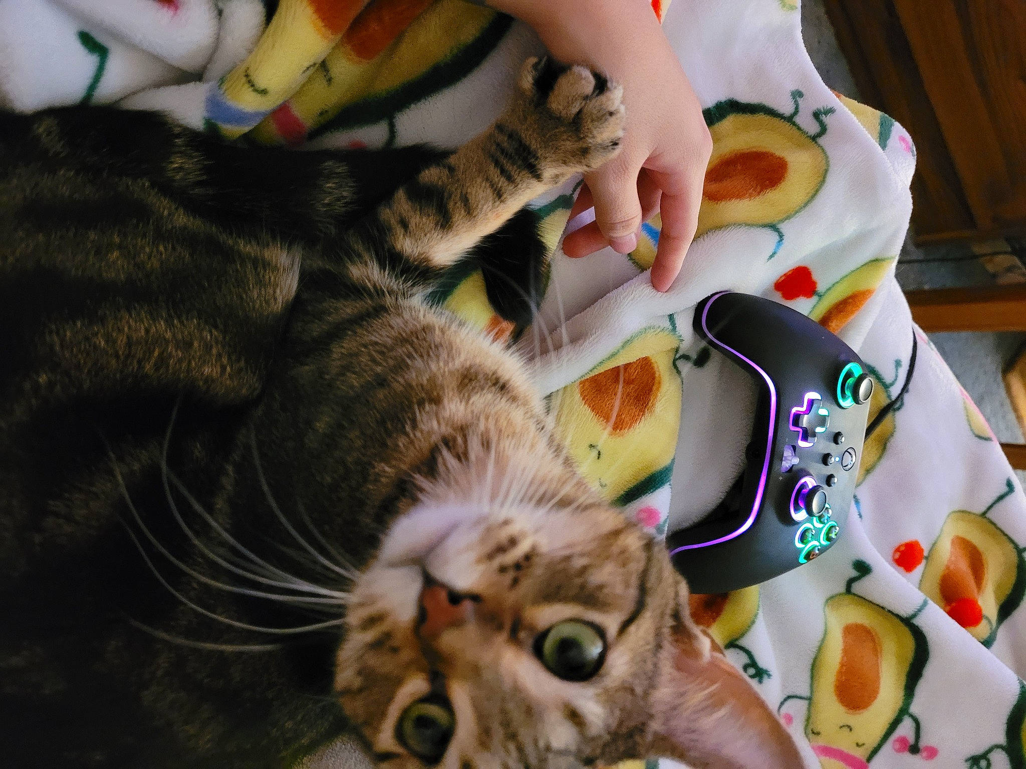 Leia is registered to the contest to win money with this photo: carnivore, cat, comfort, domestic_short_haired_cat, felidae, fur, mammal, paw, small_to_medium_sized_cats, snout, tail, toy, vertebrate, whiskers