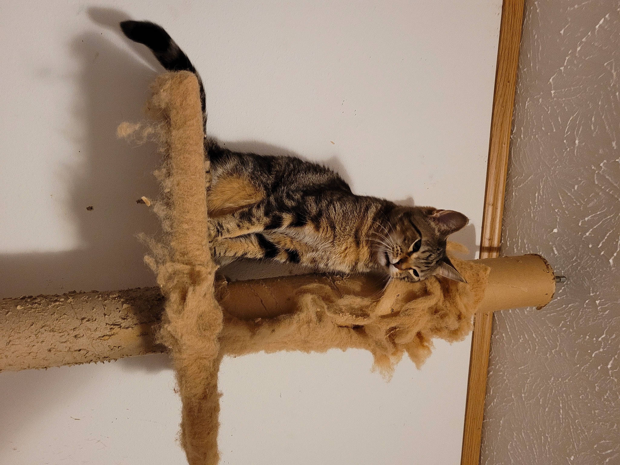 Leia joined the competition — help win amazing prizes! art, carnivore, cat, claw, domestic_short_haired_cat, door, fawn, felidae, fossil, fur, natural_material, sculpture, small_to_medium_sized_cats, tail, terrestrial_animal, trunk, twig, whiskers, wildlife, wood