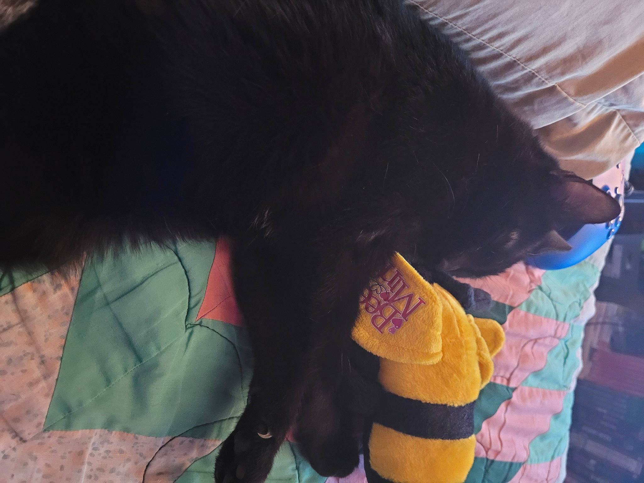 Spooktey is registered to the contest to win money with this photo: bear, canidae, carnivore, companion_dog, dog_breed, elephant, fashion_accessory, felidae, fur, human_leg, magenta, plush, small_to_medium_sized_cats, snout, sporting_group, stuffed_toy, tail, terrestrial_animal, toy, working_animal