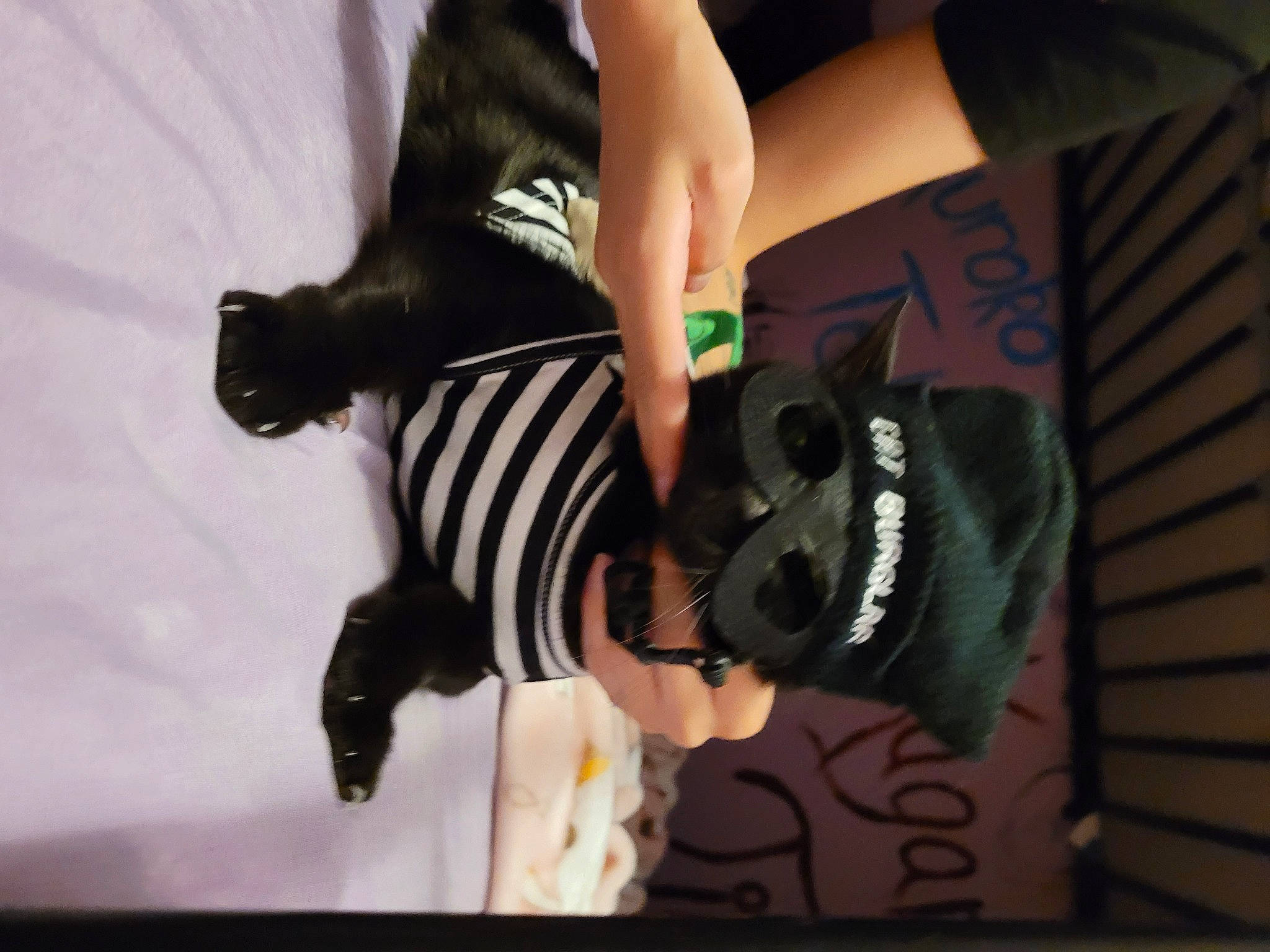 Spooktey joined the competition — help win amazing prizes! art, black_hair, carmine, eyewear, fashion_accessory, fawn, font, fur, gesture, headgear, human_leg, knee, nail, stuffed_toy, tail, thigh, thumb, toy, tree, wrist