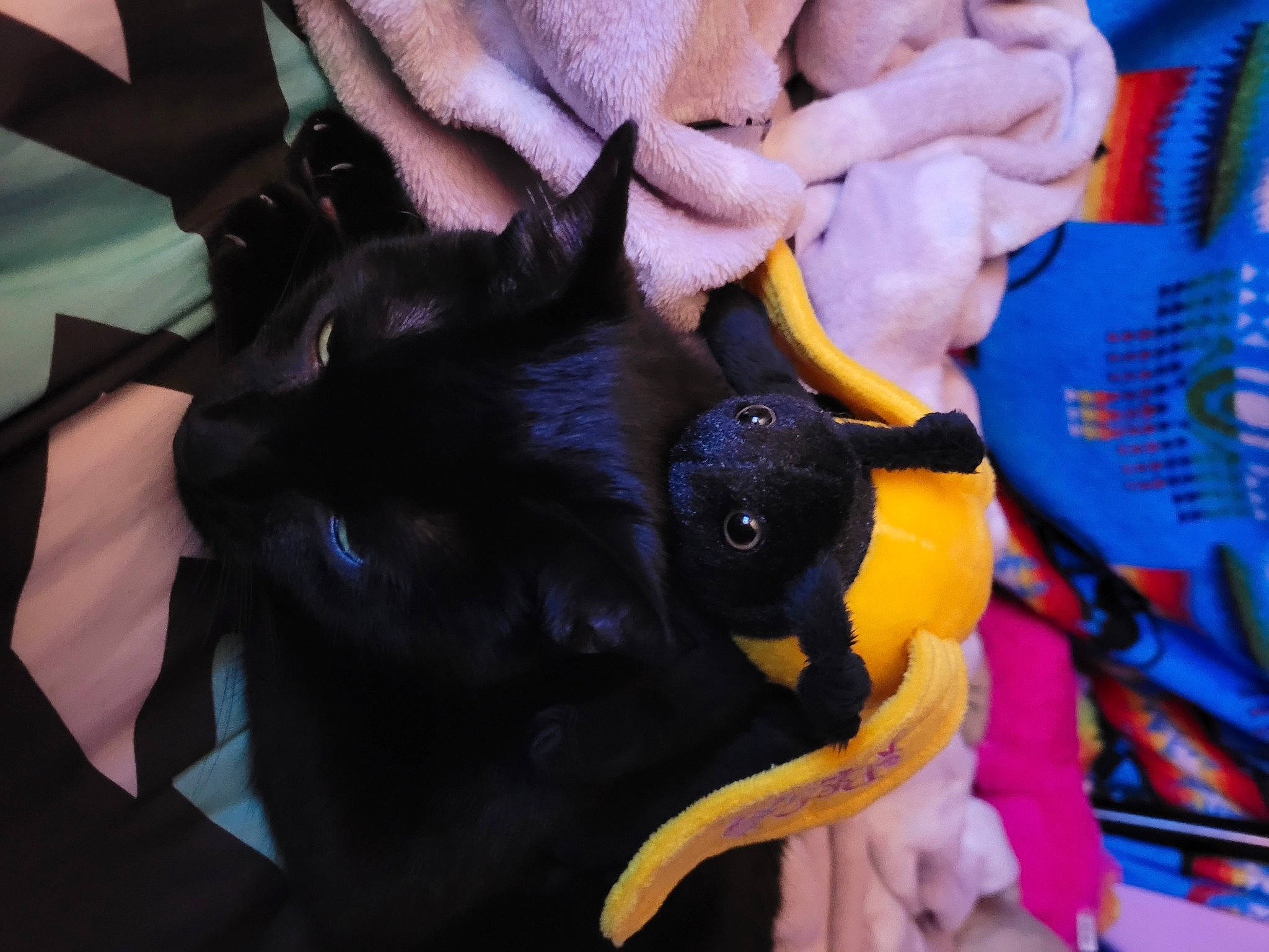 Spooktey is registered to the contest to win money with this photo: canidae, carnivore, claw, comfort, companion_dog, dog_breed, electric_blue, fawn, felidae, fur, gesture, nail, plush, purple, small_to_medium_sized_cats, stuffed_toy, thumb, toy, toy_dog, whiskers