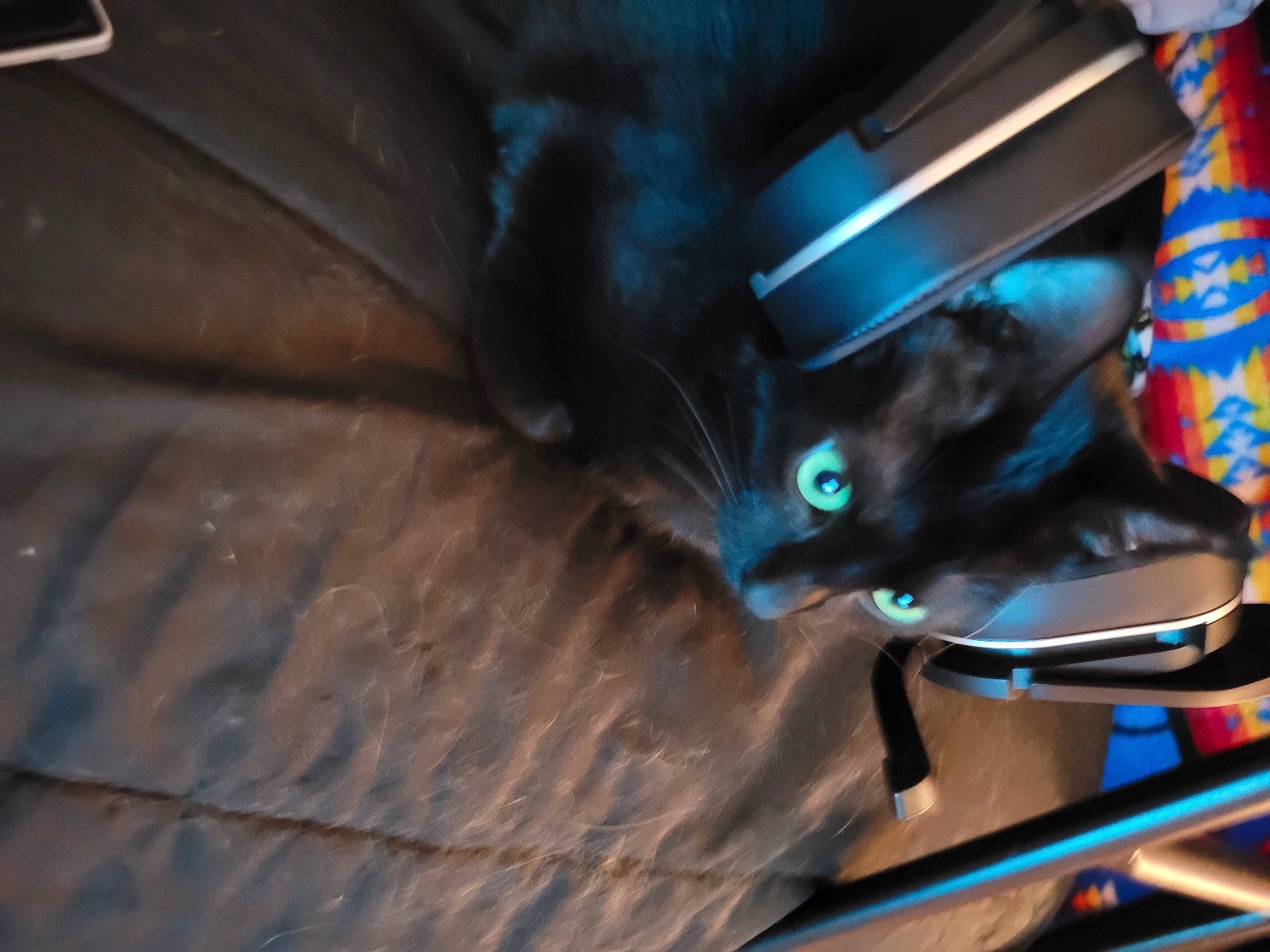 Spooktey is registered to the contest to win money with this photo: black_cat, carnivore, cat, comfort, domestic_short_haired_cat, electric_blue, felidae, flooring, fur, hardwood, room, small_to_medium_sized_cats, tail, vehicle, whiskers, wood