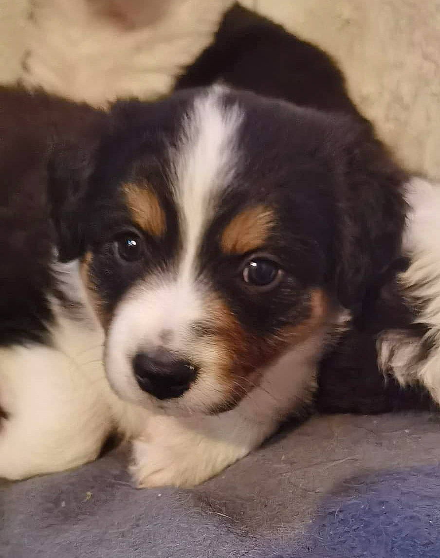 Spider participe au concours pour gagner de l'argent avec cette photo : australian_collie, australian_shepherd, bored, canidae, carnivore, companion_dog, dog, dog_breed, eye, fur, herding_dog, miniature_australian_shepherd, puppy, snout, sporting_group, terrestrial_animal, toy_dog, whiskers, working_animal, working_dog