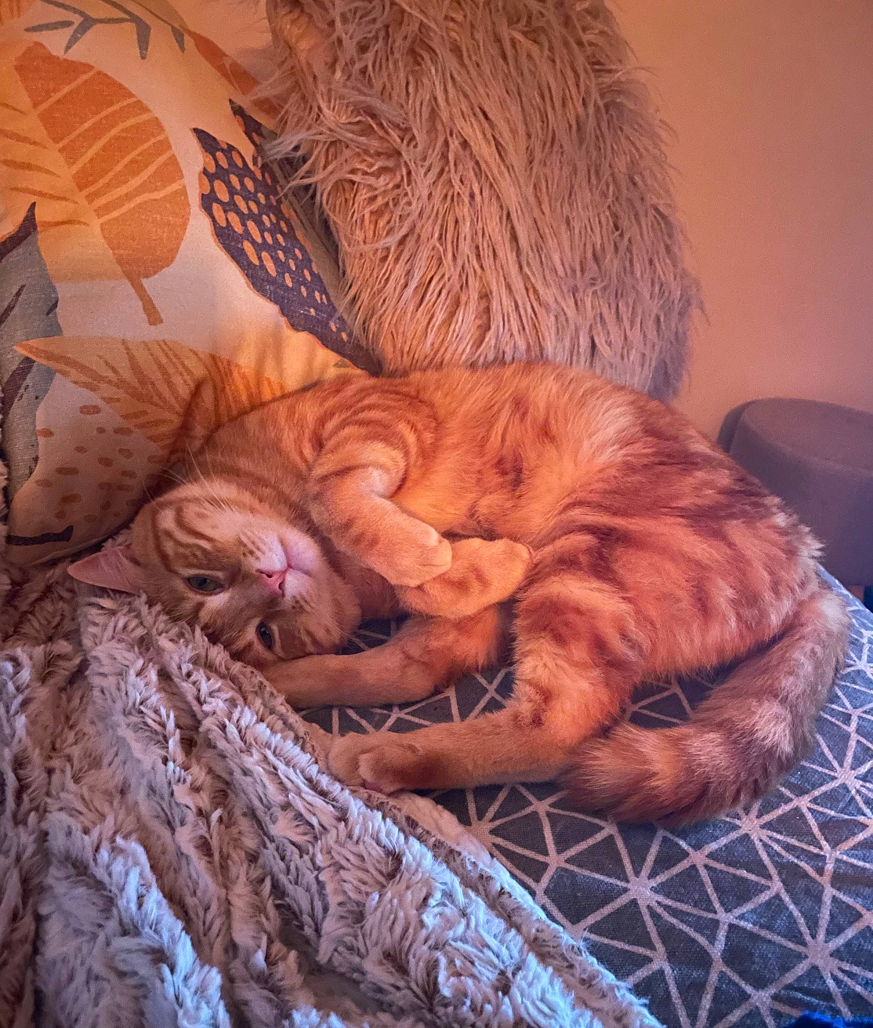 Jerry a rejoint le concours — aidez-le/la à gagner de superbes lots ! bed_sheet, bedding, carnivore, cat, cat_bed, comfort, domestic_short_haired_cat, fawn, felidae, fur, linens, liver, small_to_medium_sized_cats, snout, tail, terrestrial_animal, textile, tree, whiskers, wood