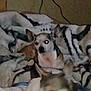 dog, small_dog, blanket, indoor, pet, animal, fur, ears, lying_down, resting, companion, cute, cozy, home, two_animals, pattern, fabric, blur, flash, eyes_glowing