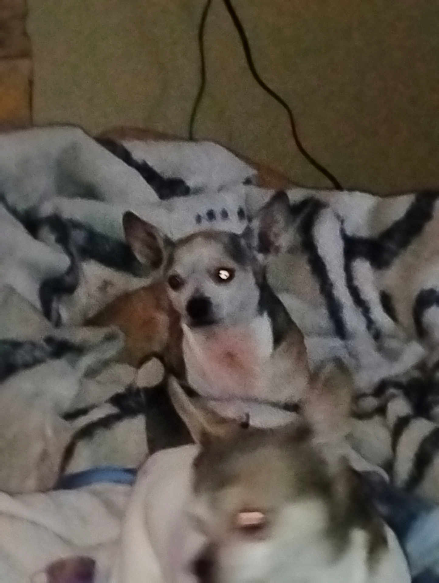 Ace joined the competition — help win amazing prizes! dog, small_dog, blanket, indoor, pet, animal, fur, ears, lying_down, resting, companion, cute, cozy, home, two_animals, pattern, fabric, blur, flash, eyes_glowing