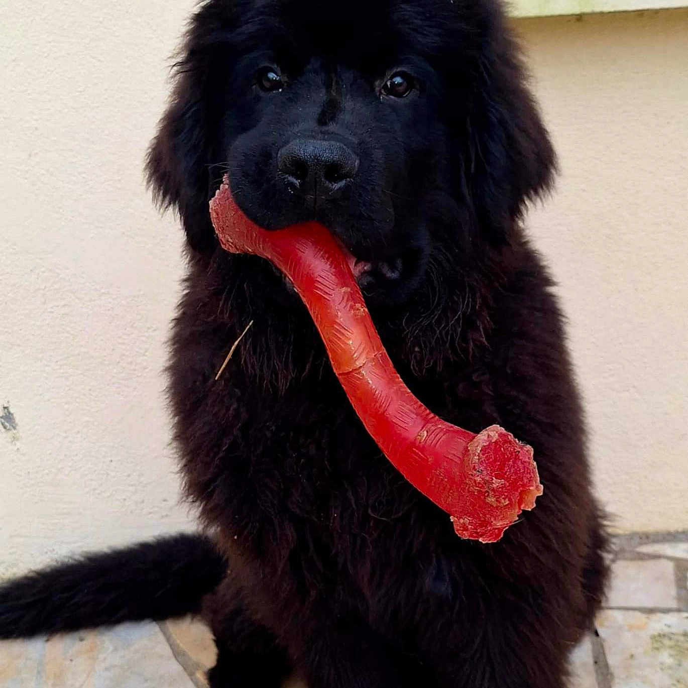 Basil participe au concours pour gagner de l'argent avec cette photo : animal, bodypart, canine, cockerspaniel, dog, food, hotdog, hound, mouth, newfoundland, person, pet, puppy, racket, smokepipe, snout, sport, tennis, tennisracket, tongue