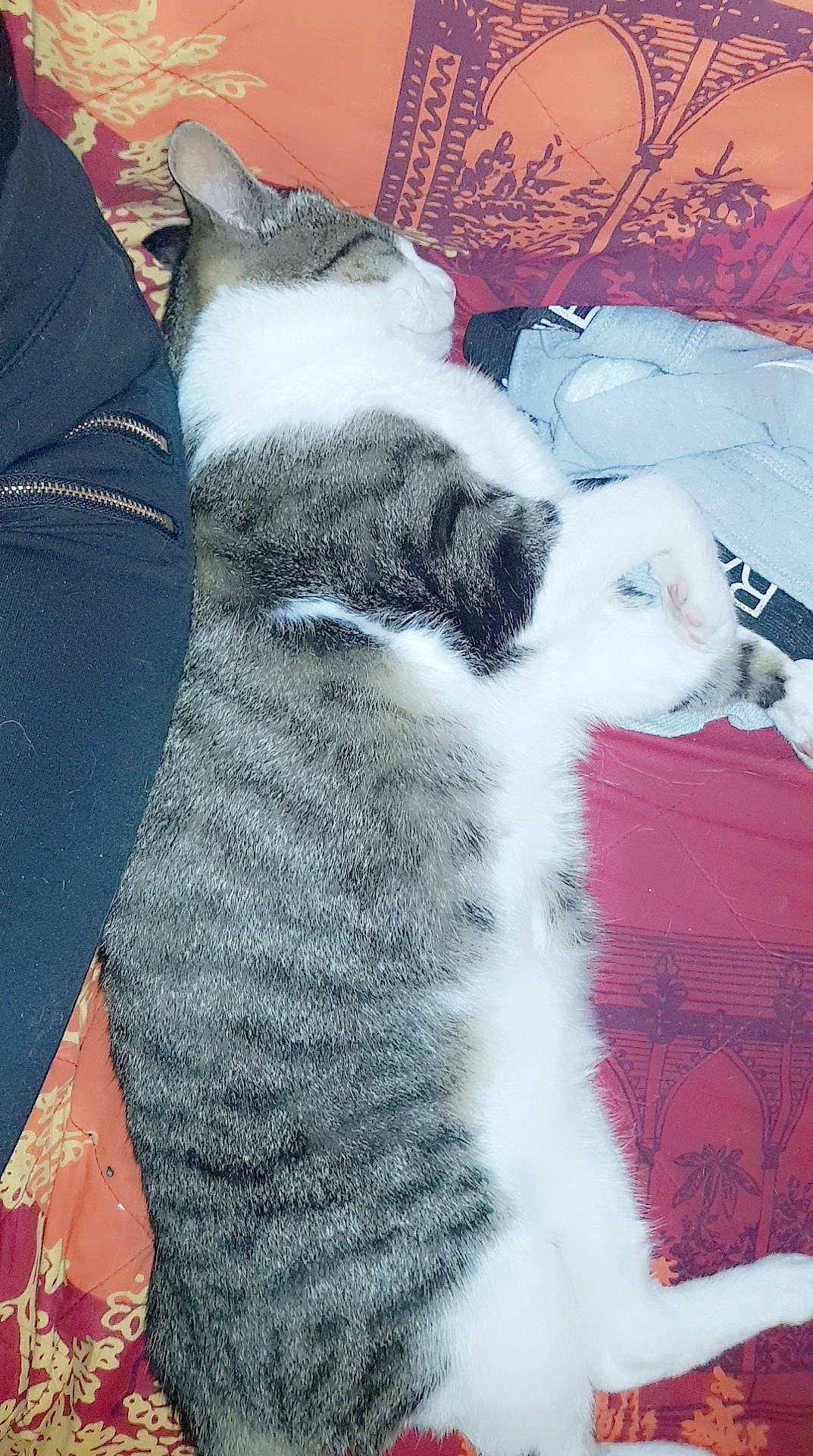 Prince a rejoint le concours — aidez-le/la à gagner de superbes lots ! carnivore, cat, domestic_short_haired_cat, european_shorthair, felidae, fur, kitten, paw, polydactyl_cat, small_to_medium_sized_cats, tail, whiskers