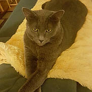 Tutty is registered to the contest to win money with this photo: animal, blanket, cat, couch, cozy, domestic, eyes, feline, fur, gray_cat, green_couch, home, indoor, looking, paw, pet, relaxed, resting, stretching, yellow_blanket