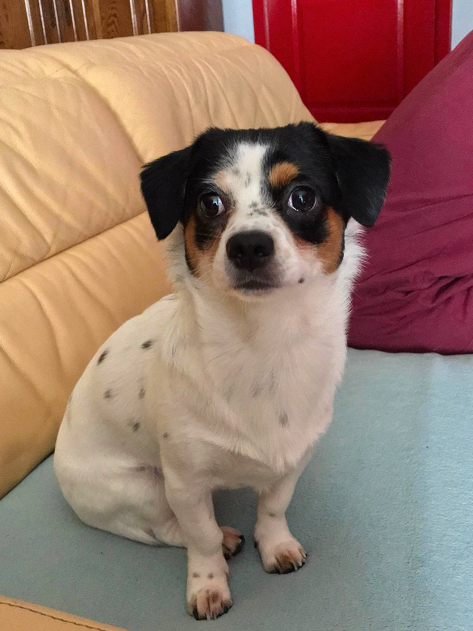 Milo a rejoint le concours — aidez-le/la à gagner de superbes lots ! beaglier, canidae, carnivore, chilean_fox_terrier, comfort, companion_dog, couch, dog, dog_breed, glasses, small_terrier, snout, sporting_group, terrier, toy_dog, working_animal