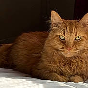 August is registered to the contest to win money with this photo: cat, orange_cat, fluffy, bed, white_bedspread, indoor, pet, feline, relaxed, lying_down, fur, whiskers, ears, green_eyes, curtain, shadow, natural_light, cozy, domestic_animal, portrait