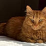cat, orange_cat, fluffy, bed, white_bedspread, indoor, pet, feline, relaxed, lying_down, fur, whiskers, ears, green_eyes, curtain, shadow, natural_light, cozy, domestic_animal, portrait