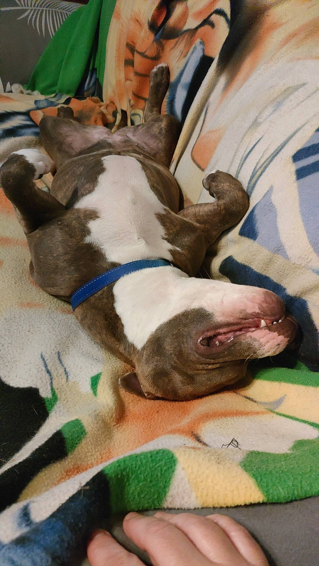 Taya a rejoint le concours — aidez-le/la à gagner de superbes lots ! canidae, carnivore, collar, comfort, companion_dog, dog, dog_breed, dog_collar, dog_supply, fawn, fur, guard_dog, leash, liver, non_sporting_group, pet_supply, snout, sporting_group, suit, working_animal