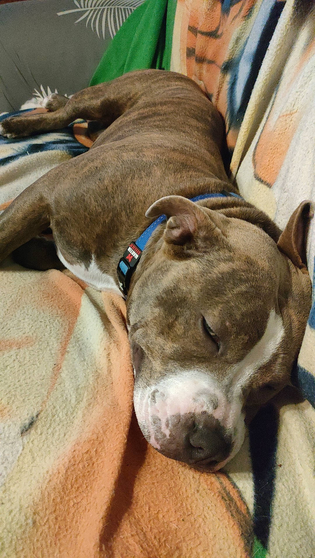 Taya participe au concours pour gagner de l'argent avec cette photo : canidae, carnivore, collar, companion_dog, dog, dog_breed, dog_collar, dog_supply, fawn, fur, guard_dog, leash, liver, pet_supply, rampur_greyhound, snout, sporting_group, whiskers, working_animal, wrinkle