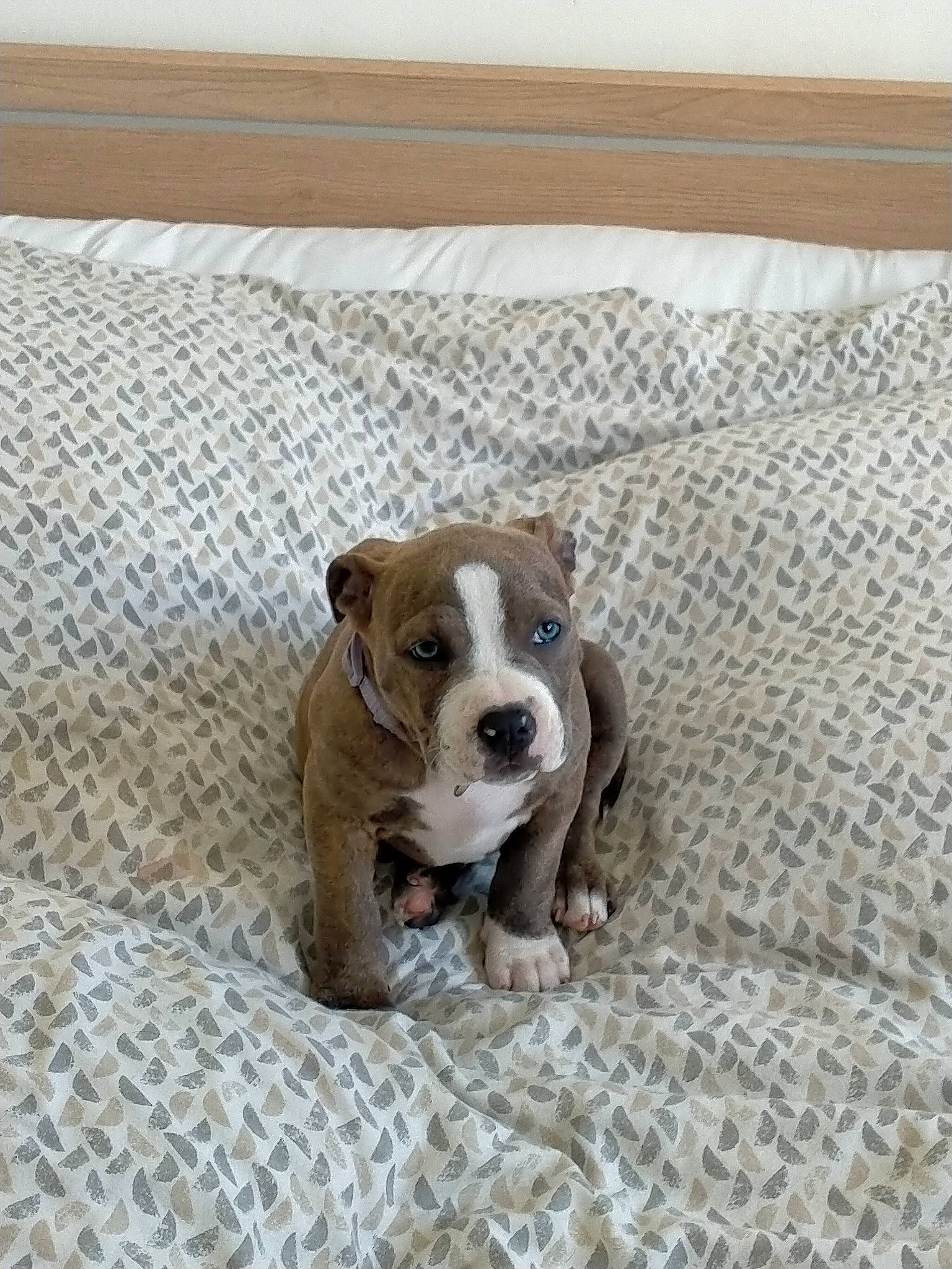 Taya participe au concours pour gagner de l'argent avec cette photo : bulldog, canidae, carnivore, collar, companion_dog, dog, dog_breed, fawn, flooring, grey, hardwood, linens, paw, puppy, snout, sporting_group, tail, toy_dog, wood, working_animal