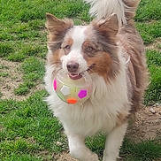 Percy participe au concours pour gagner de l'argent avec cette photo : active, animal, ball, canine, cute, daytime, dog, energetic, fur, grass, happy, muzzle, nature, outdoor, park, pet, playing, tail, toy, walking