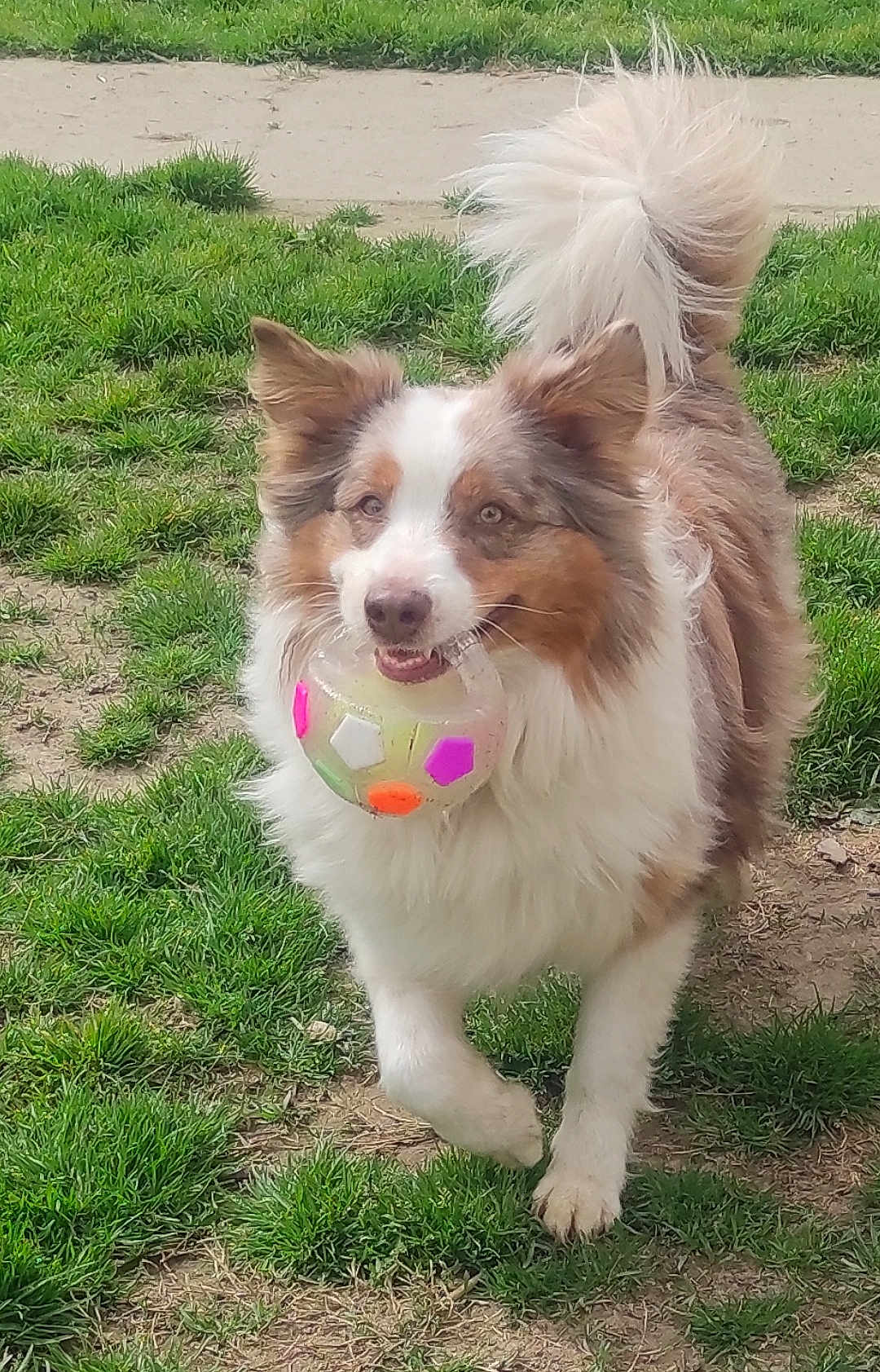 Percy participe au concours pour gagner de l'argent avec cette photo : active, animal, ball, canine, cute, daytime, dog, energetic, fur, grass, happy, muzzle, nature, outdoor, park, pet, playing, tail, toy, walking