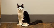 Eveii joined the competition — help win amazing prizes! animal, black_and_white, blue_eyes, cat, curious, domestic, ears, elegant, feline, flooring, indoor, long_tail, looking, pet, plain_wall, quiet, sitting, small_animal, whiskers, wooden_floor
