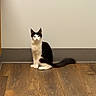 animal, black_and_white, blue_eyes, cat, curious, domestic, ears, elegant, feline, flooring, indoor, long_tail, looking, pet, plain_wall, quiet, sitting, small_animal, whiskers, wooden_floor