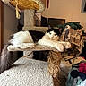 Eveii is registered to the contest to win money with this photo: black_and_white, blanket, blue_eyes, carpeted, cat, cat_tree, chair, clothing, cozy, fur, furniture, household_items, indoor, pattern, paw, pet, relaxed, room, stretching, tail