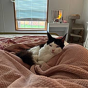 Eveii is registered to the contest to win money with this photo: bed, bedroom, black_and_white_cat, blanket, cat, cat_tree, cozy, curtains, furniture, home, indoor, mirror, pet, relaxed, resting, sleepy, soft_texture, vanity_table, warm_lighting, window