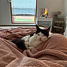 bed, bedroom, black_and_white_cat, blanket, cat, cat_tree, cozy, curtains, furniture, home, indoor, mirror, pet, relaxed, resting, sleepy, soft_texture, vanity_table, warm_lighting, window