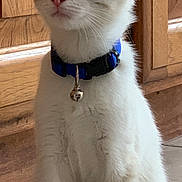 Murph is registered to the contest to win money with this photo: alert, animal, bell, blue_collar, cat, curious, cute, domestic_cat, ears, feline, fur, indoor, kitten, pet, sitting, small, tile_floor, whiskers, wooden_cabinets, young_cat