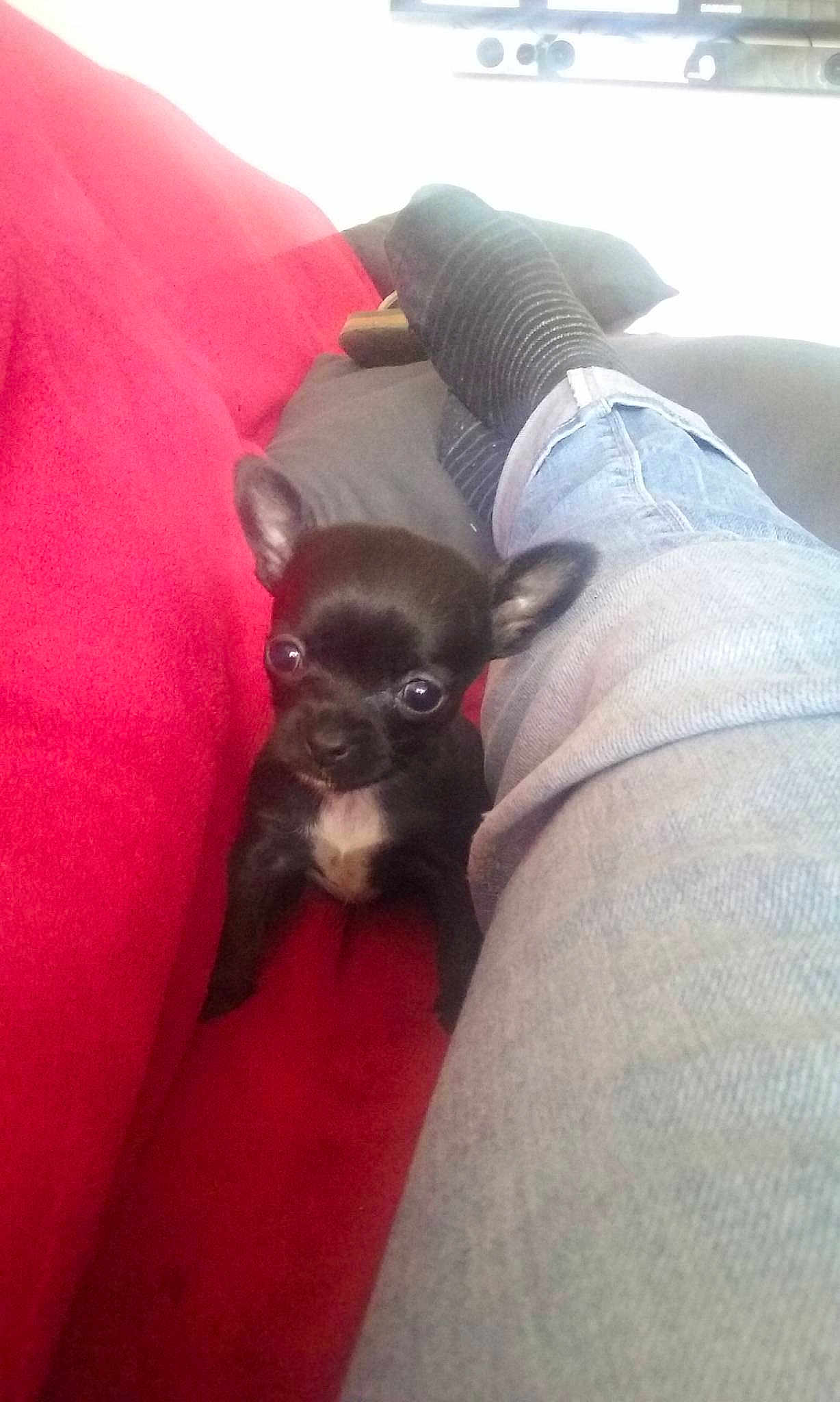 Louna