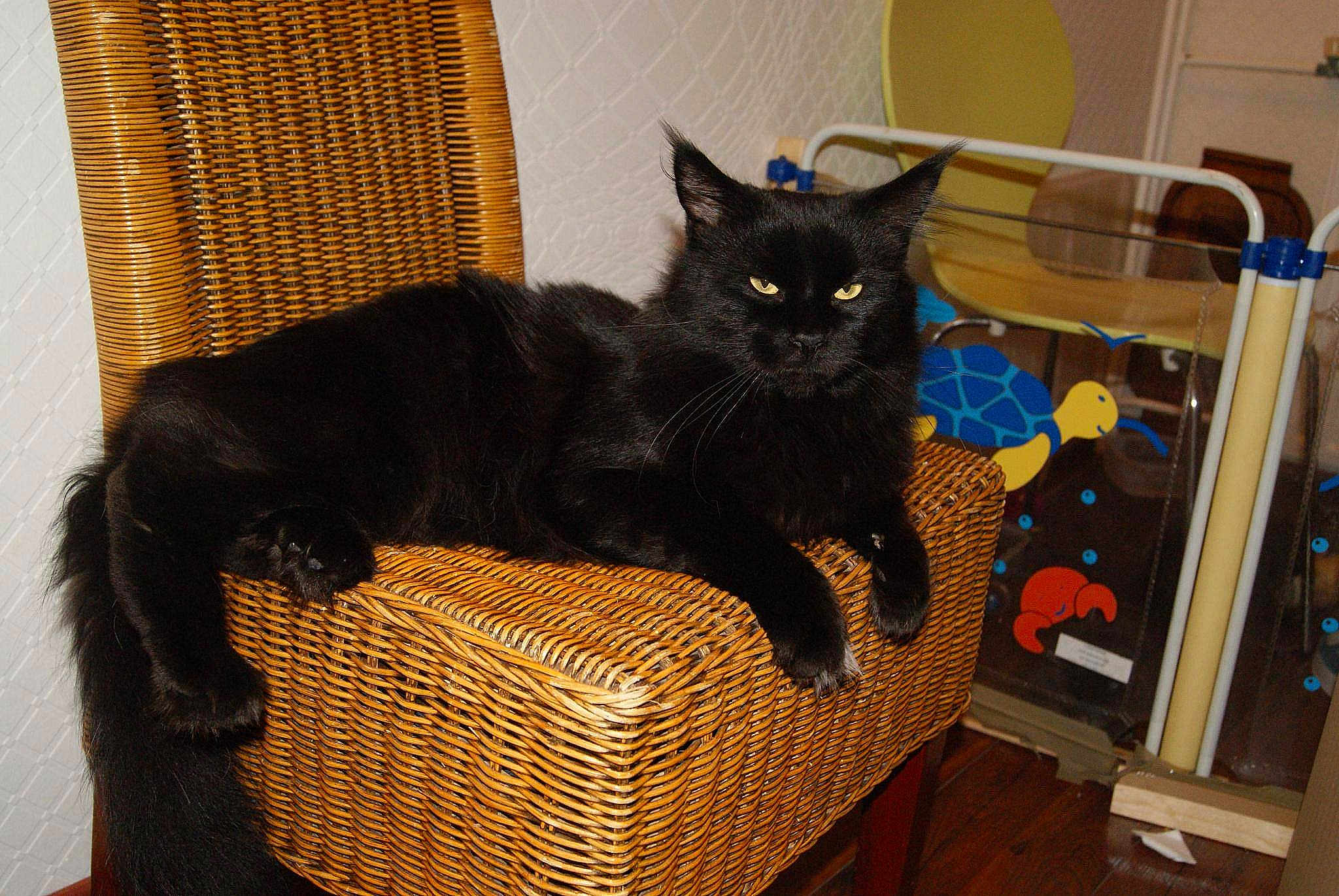 Igor